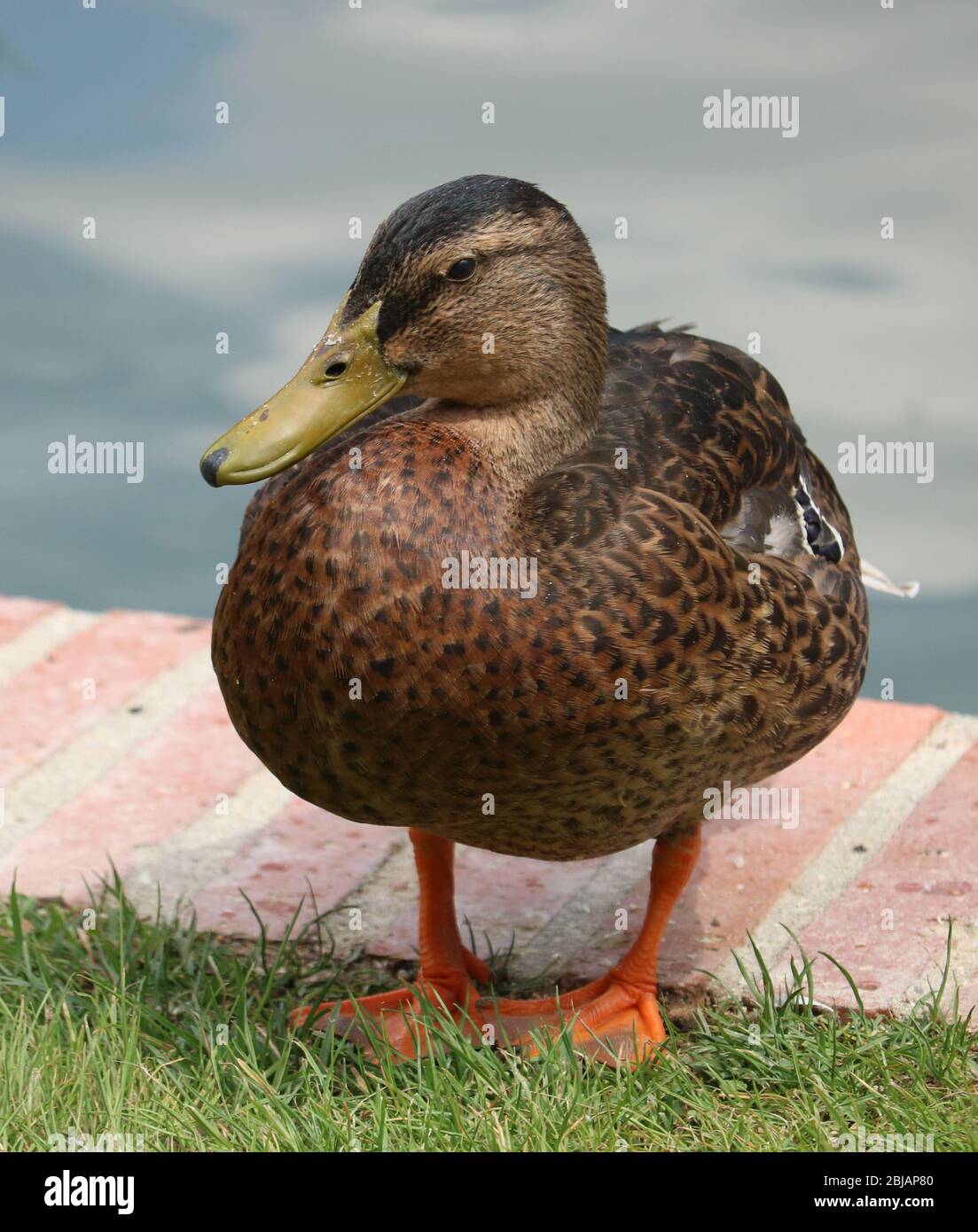 Canard sur l'herbe au parc Retiro à Madrid, Espagne Banque D'Images