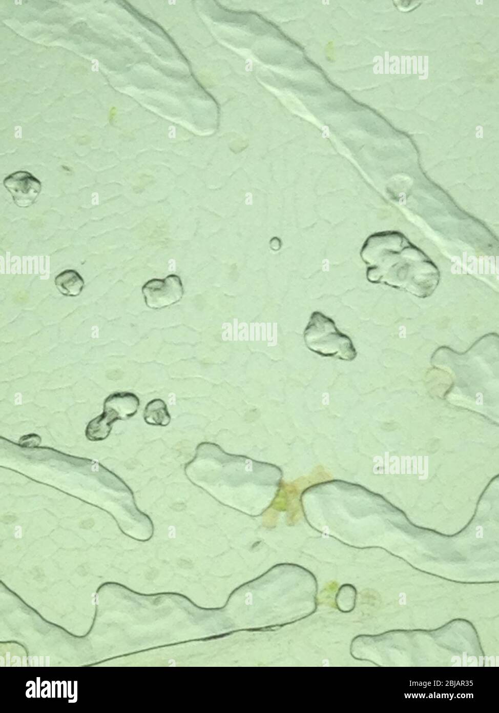 vue microscopique de la surface de la lame montrant les cellules végétales Banque D'Images