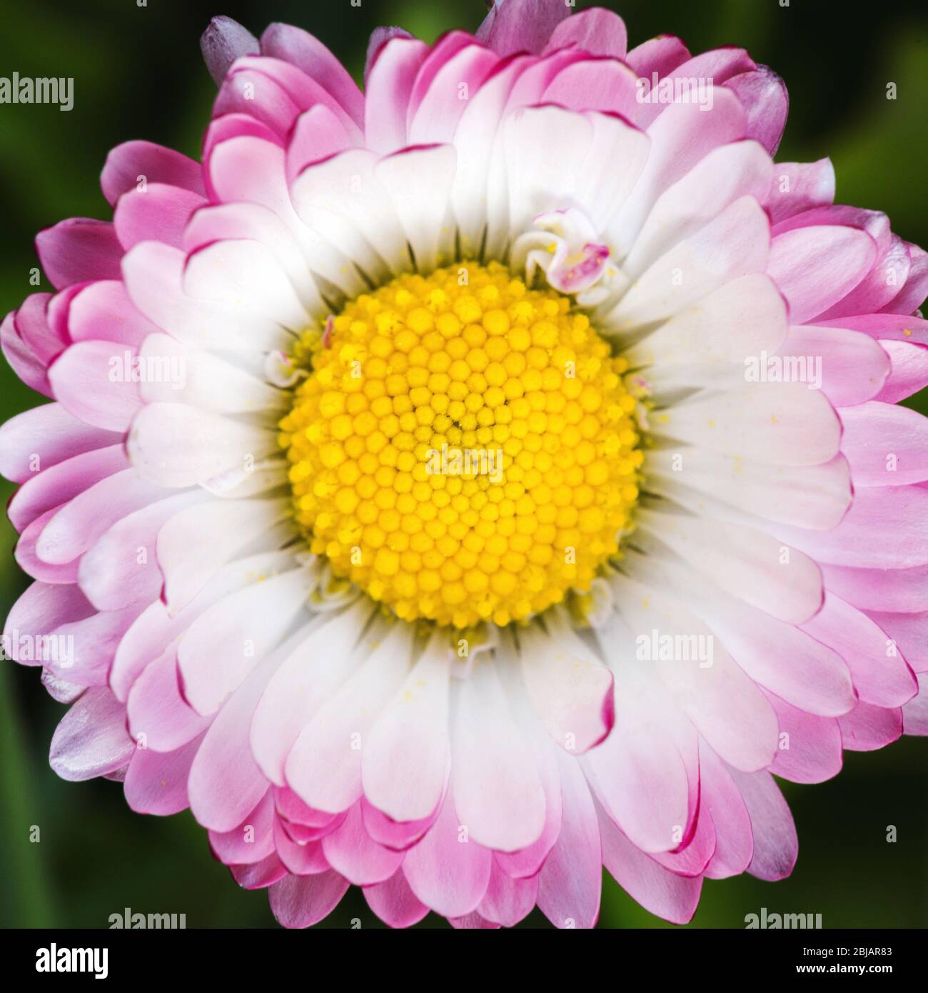 Centre de fleur rose magnifique de Marguerite montrant le motif fibonacci. Banque D'Images
