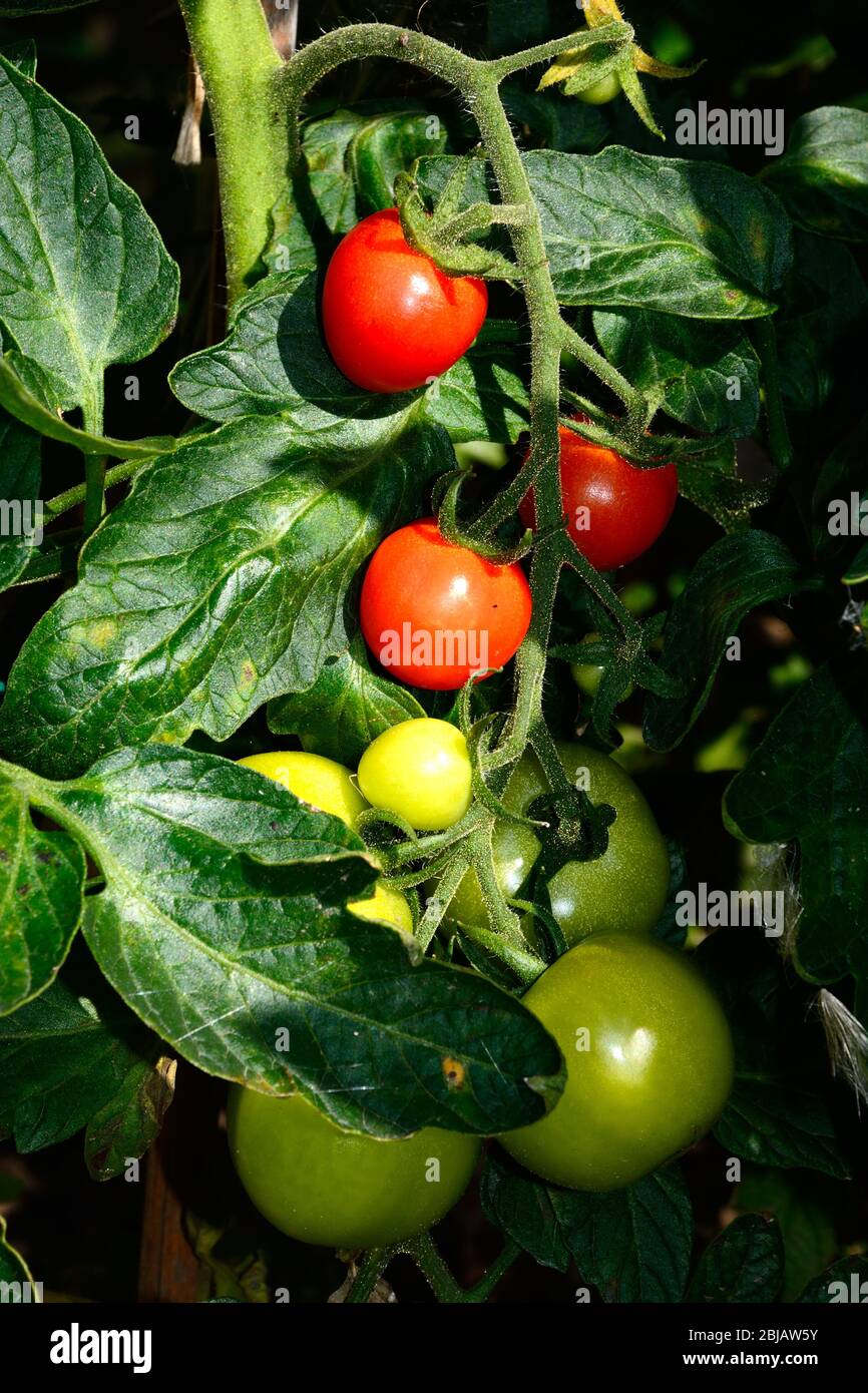 Le Mountain Magic variété de tomates mûrir sur la vigne, UK Banque D'Images