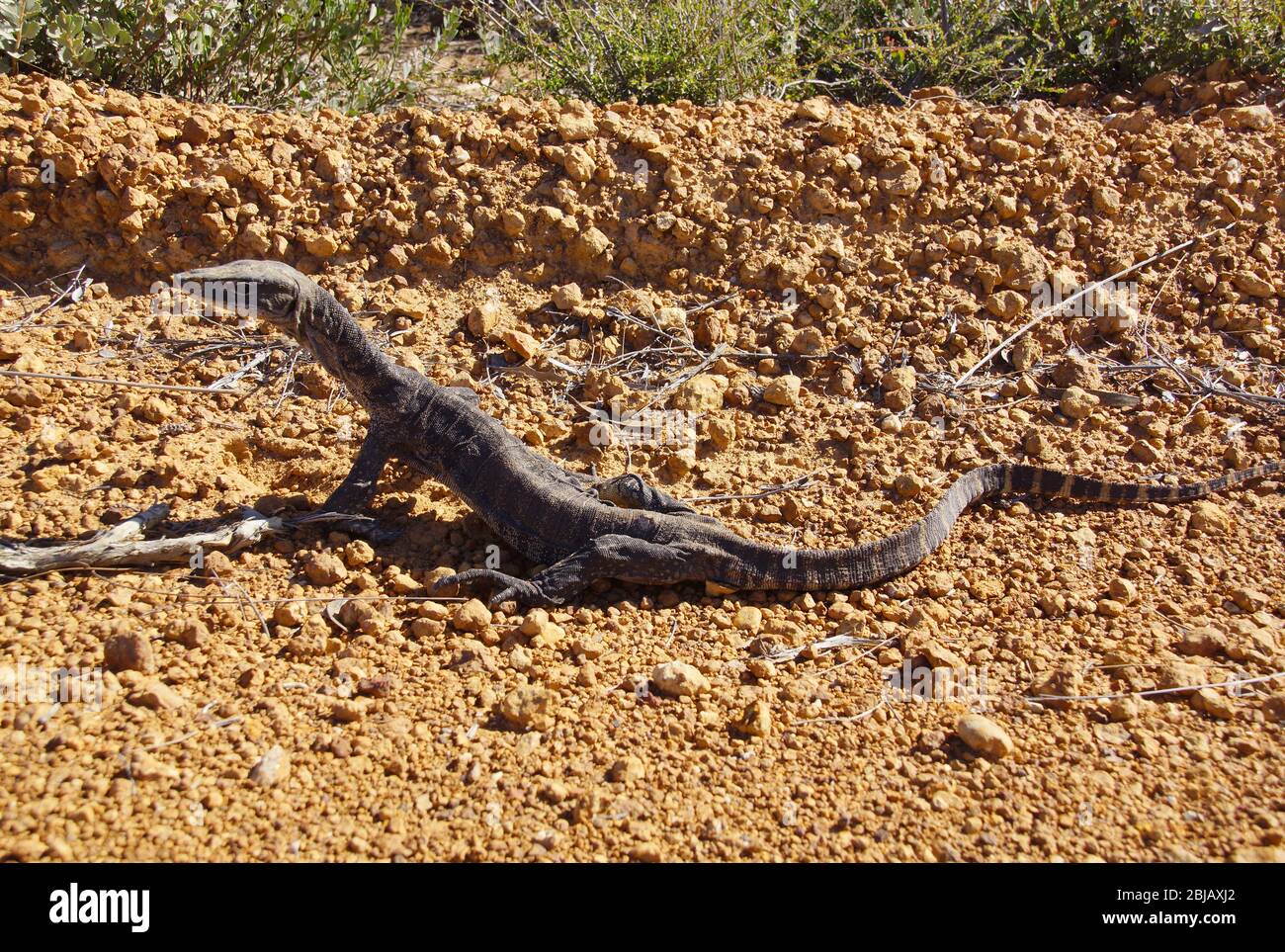 Le moniteur de Rosenberg, Varanus rosenbergi, grand goanna assis sur un terrain de laterite en Australie occidentale, vue d’ensemble Banque D'Images