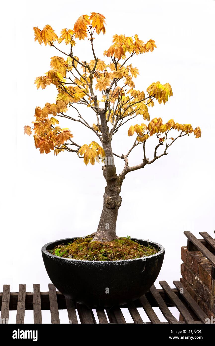 Bonsai sycamore tree Banque de photographies et d'images à haute résolution  - Alamy
