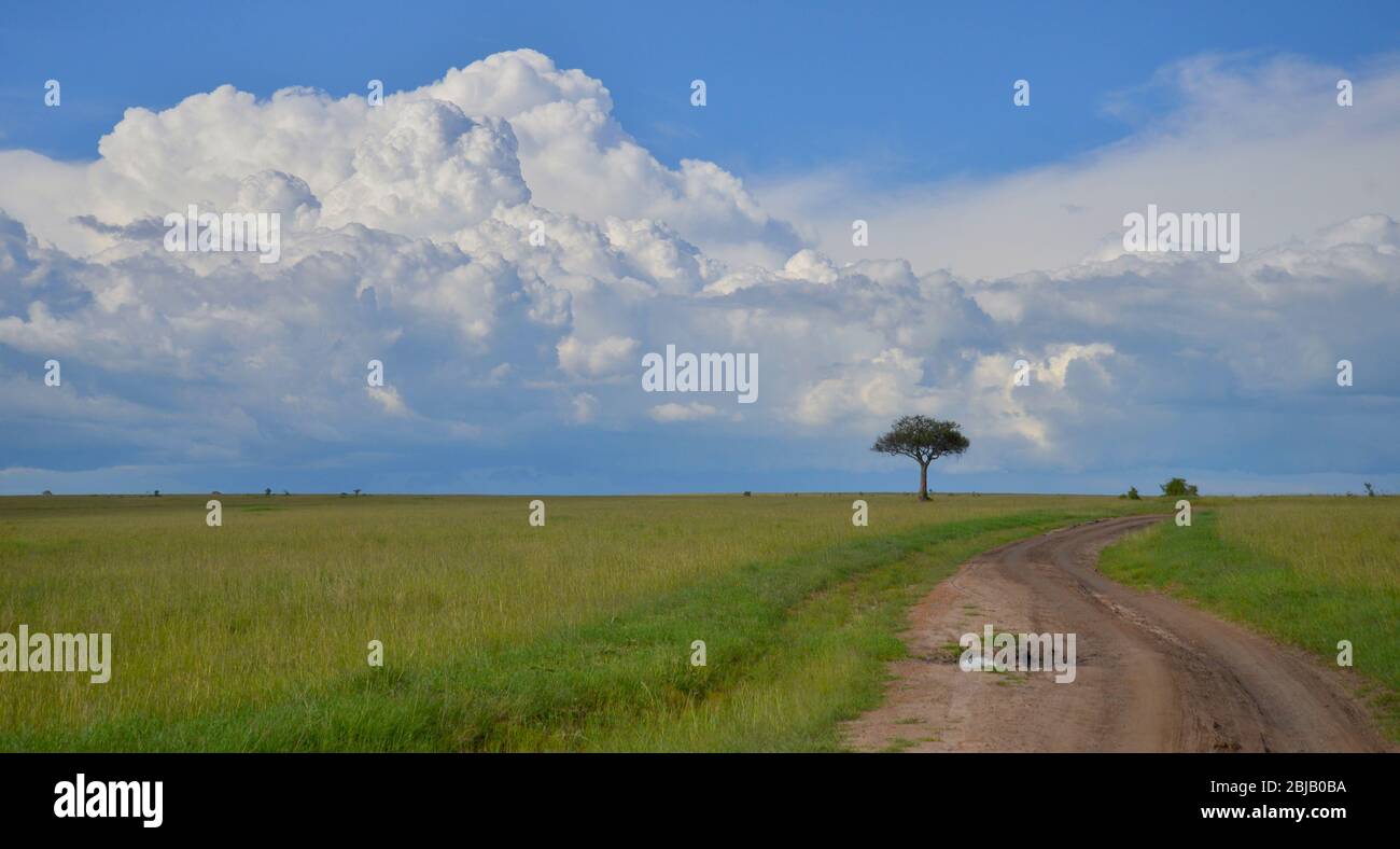 Réserve de Masai Mara, Kenya Banque D'Images