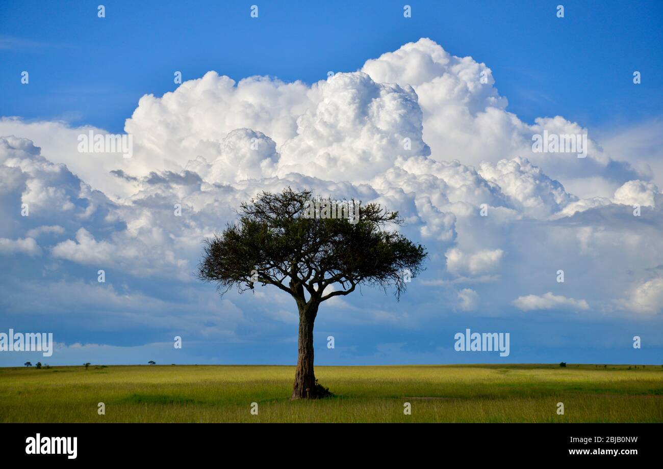 Réserve de Masai Mara, Kenya Banque D'Images