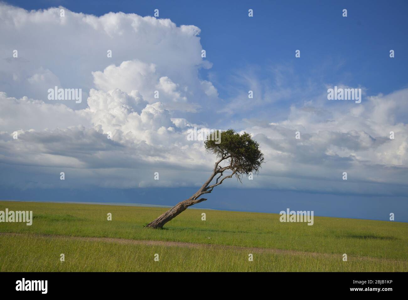 Réserve de Masai Mara, Kenya Banque D'Images