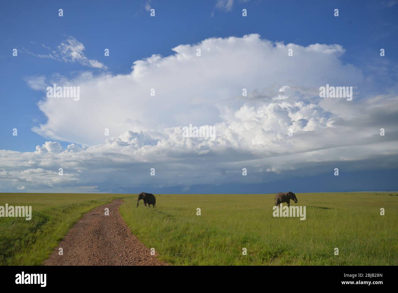 Réserve de Masai Mara, Kenya Banque D'Images