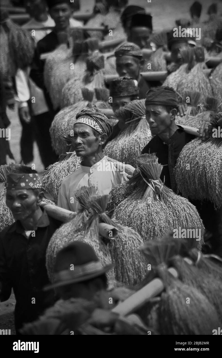 Les anciens de la communauté traditionnelle transportant des petits pains de riz récolté lors du festival annuel de reconnaissance de la récolte dans le village traditionnel de Ciptagelar à Cisolok, Sukabumi, West Java, Indonésie. Banque D'Images