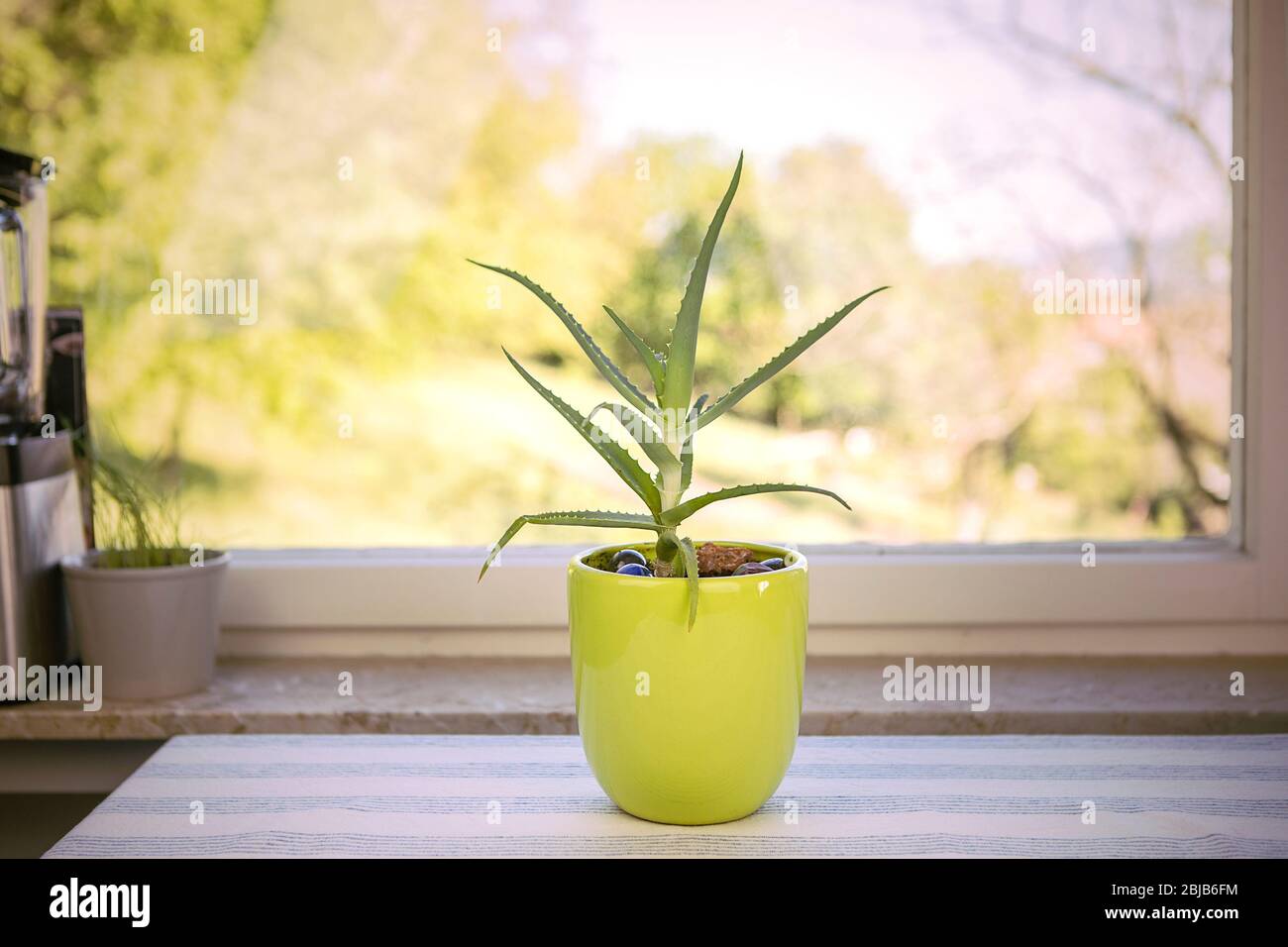 Plante de vera d'aloès dans le pot de fleurs sur la table de cuisine près de la fenêtre. Intérieur avec plante de maison dans un pot vert. Plante succulente à la maison. Banque D'Images