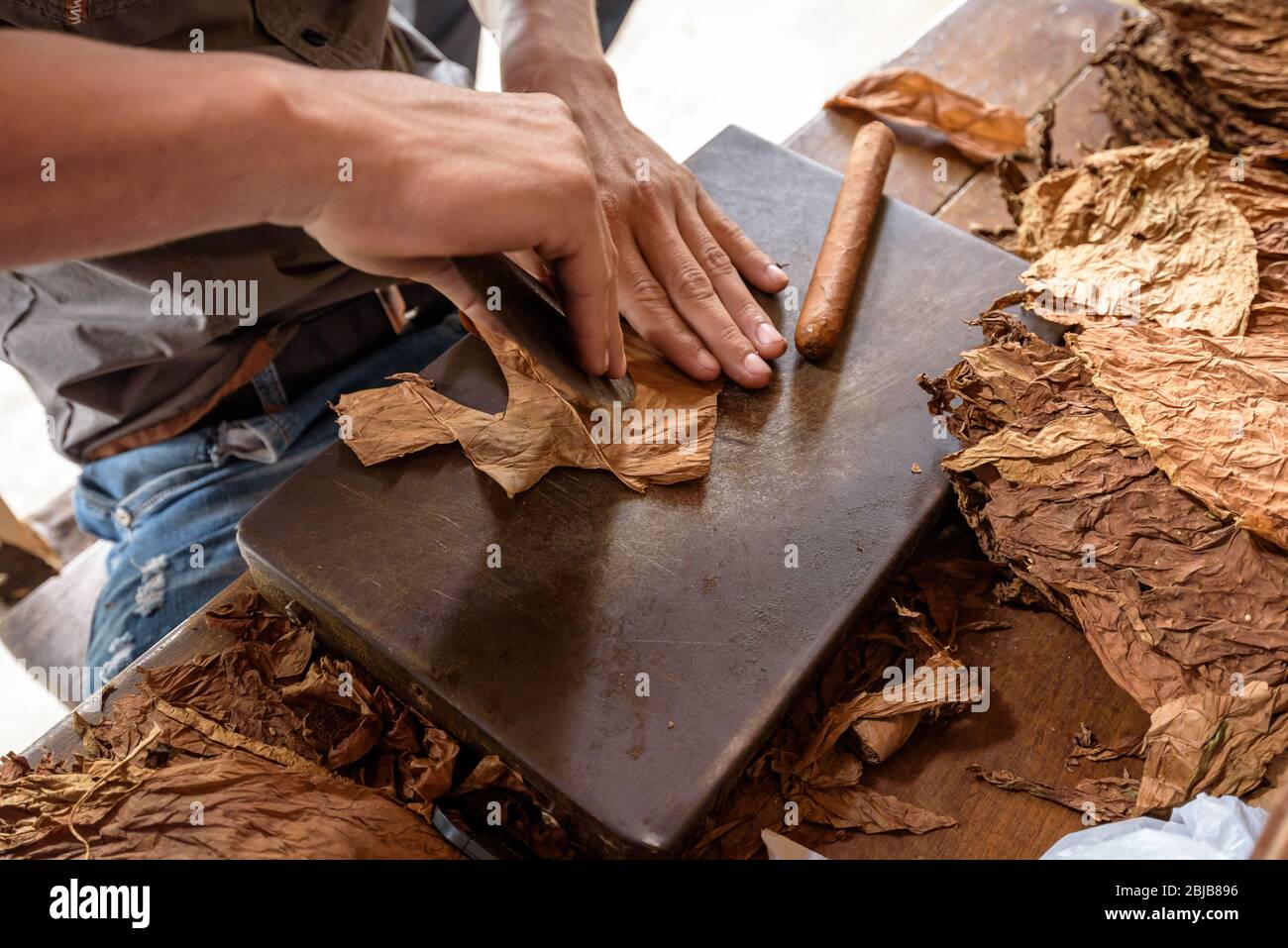 Démonstration de la production de cigares faits à la main. Gros plan sur les mains de l'homme roulant des feuilles de tabac cubaines séchées et guéries dans une ferme de la vallée de Vinales. Banque D'Images Démonstration de la production de cigares faits à la main. Gros plan sur les mains de l'homme roulant des feuilles de tabac cubaines séchées et guéries dans une ferme de la vallée de Vinales. Banque D'Images