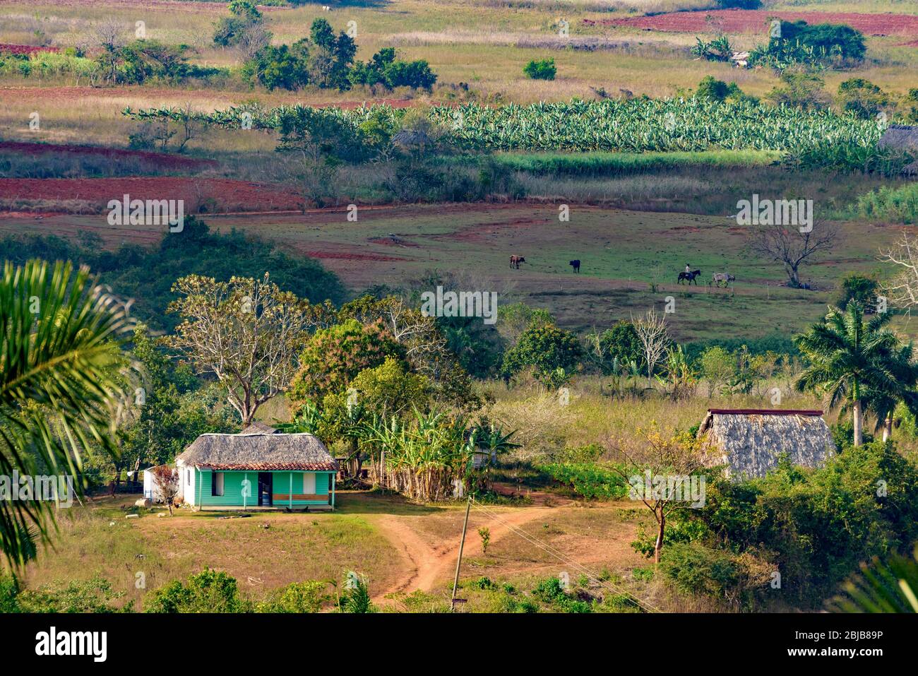 Tabac cubain, région ensoleillée de terres agricoles tropicales au coucher du soleil. Vue panoramique sur de belles collines, paysage vallonné avec mogotes en Vallée de Vinales. Banque D'Images