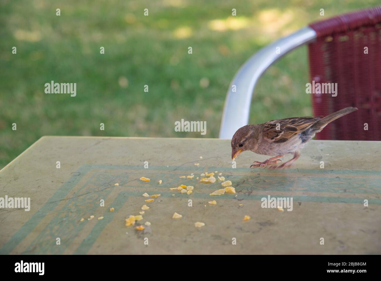 Nourrissant les oiseaux : manger des crumbles sur la table d'une terrasse. Banque D'Images