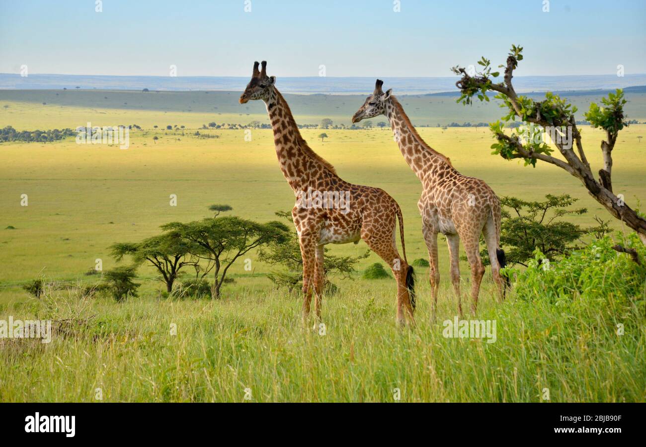 Deux girafes Masai au-dessus des plaines vertes du Triangle de Mara, Kenya Banque D'Images