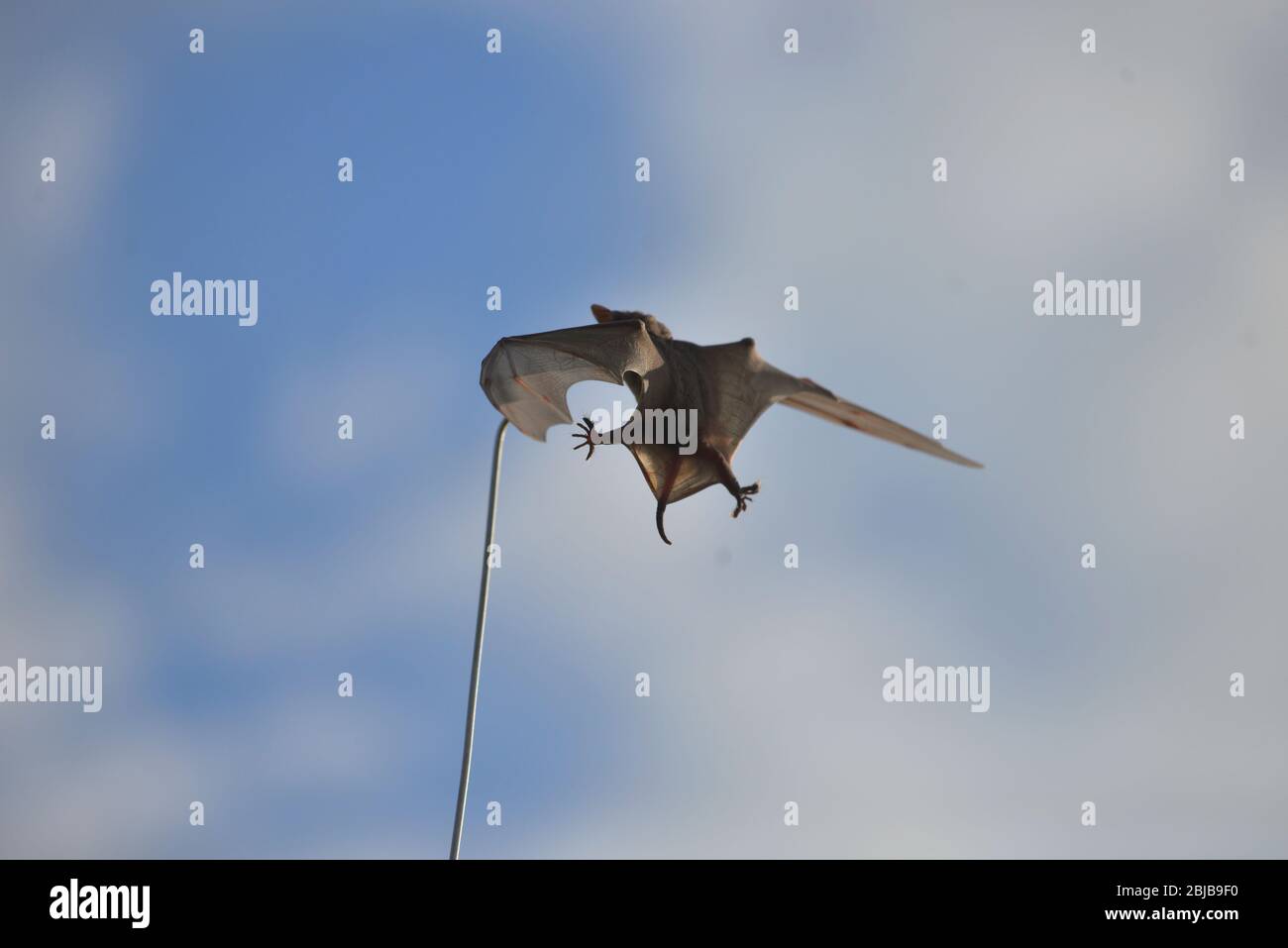 Chauve-souris coincée sur une antenne 4x4, Mara Triangle, Kenya Banque D'Images