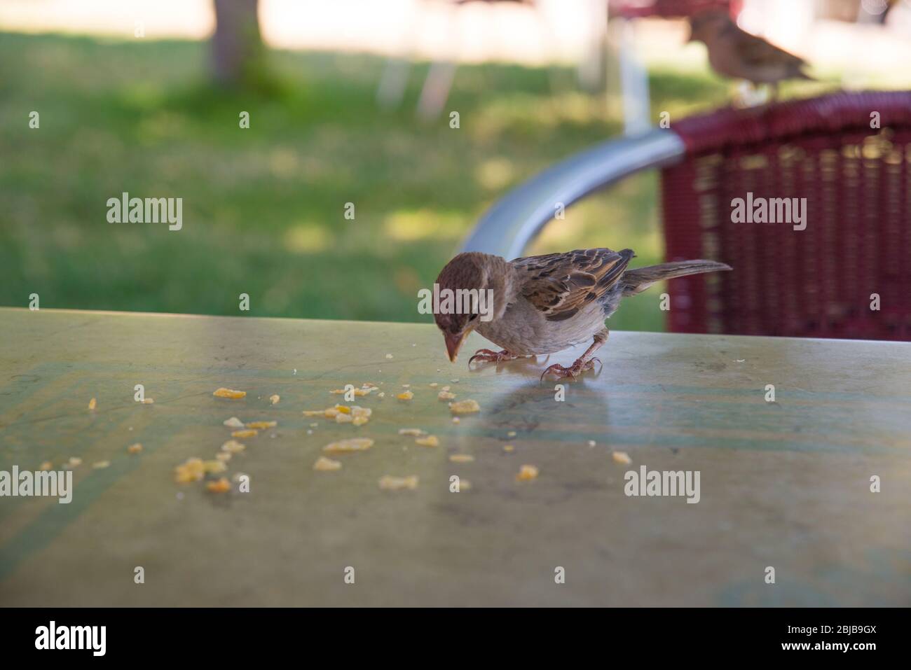 Nourrissant les oiseaux : manger des crumbles sur la table d'une terrasse. Banque D'Images