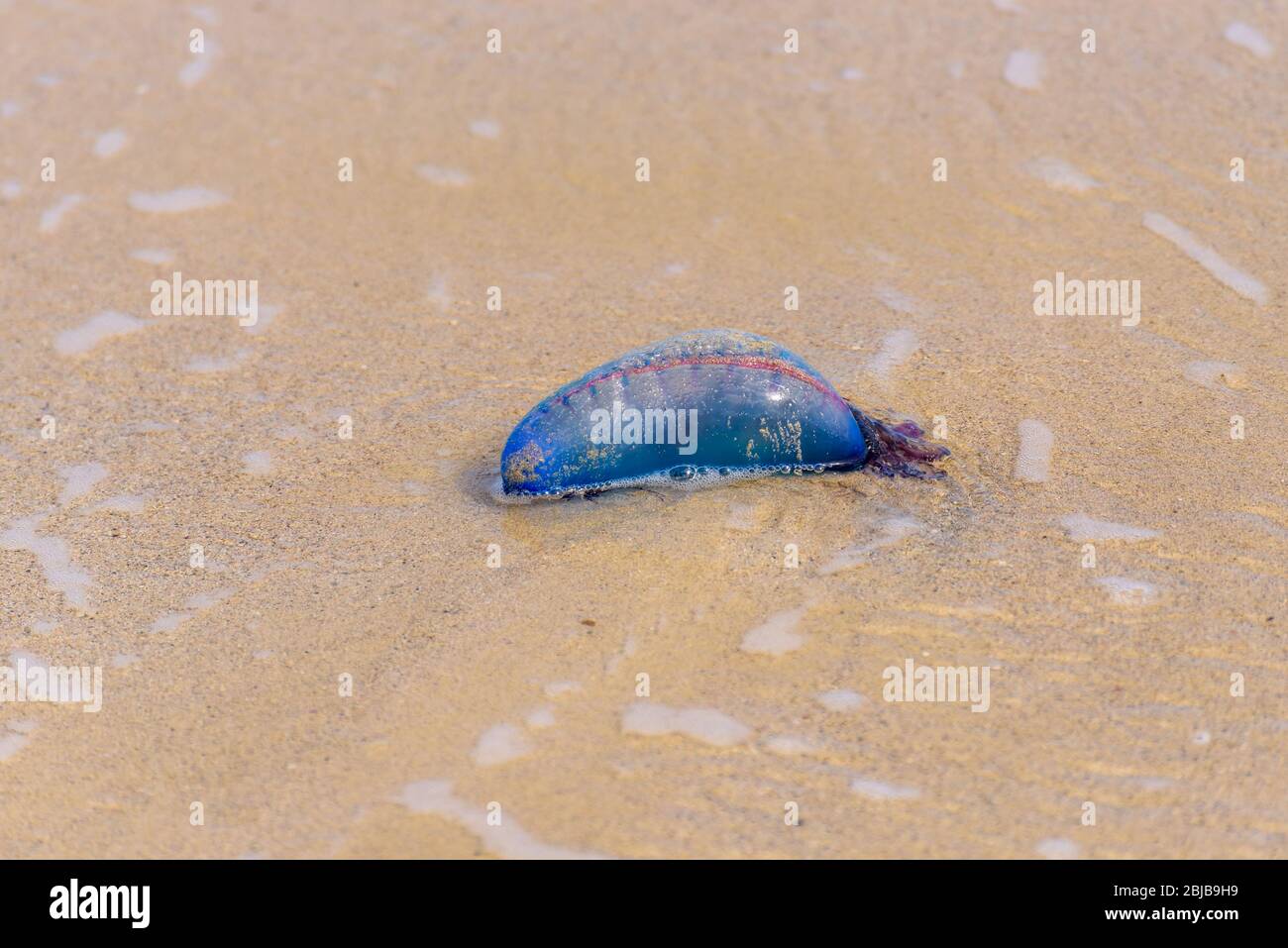 Le méduse de guerre de l'homme portugais mort (Physalia physalis) s'est lavé sur une plage de sable. Bluebottle sur le sable à Playas del Este, Cuba. Banque D'Images