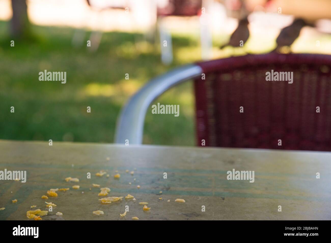 Nourrissant des oiseaux : deux moineaux sur une chaise, attendant de manger des crumbles sur la table d'une terrasse. Banque D'Images