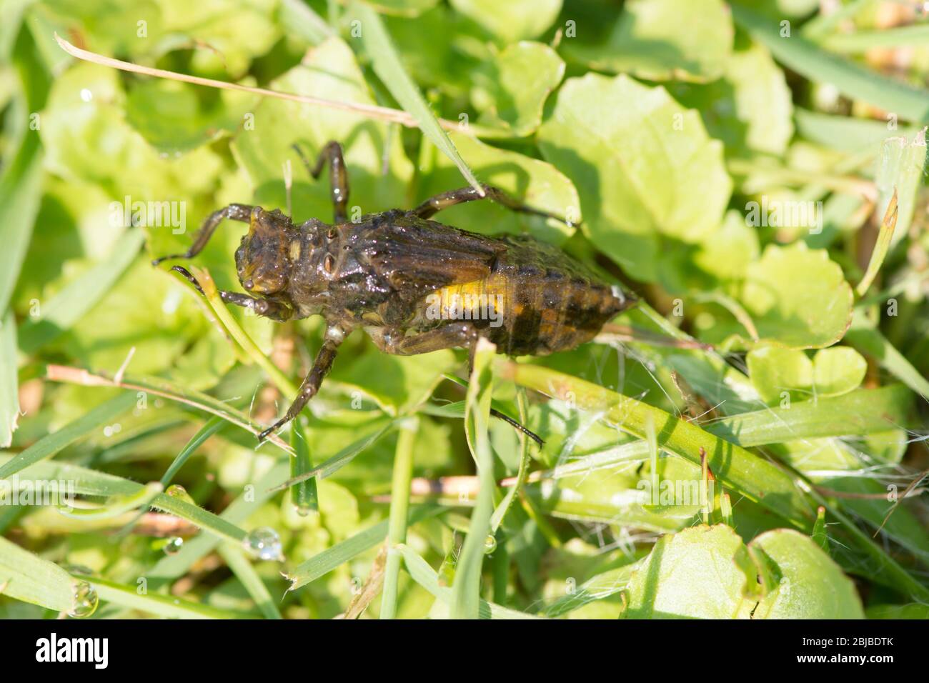 Chaser à corps large, Libellula depressa, larve hors de l'étang à la recherche d'une perchaude sur laquelle se métamorphoser. Sussex, avril Banque D'Images