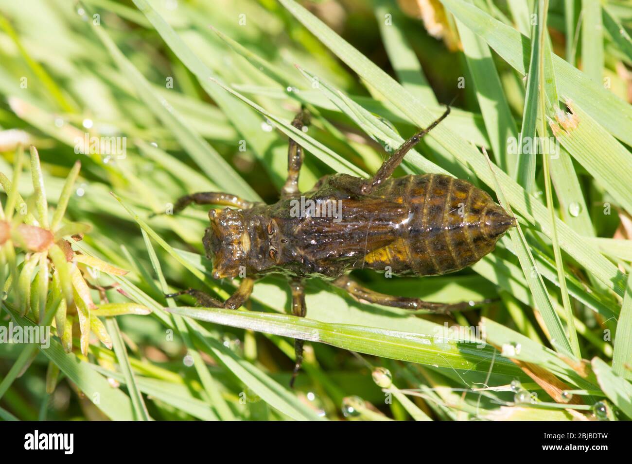 Chaser à corps large, Libellula depressa, larve hors de l'étang à la recherche d'une perchaude sur laquelle se métamorphoser. Sussex, avril Banque D'Images