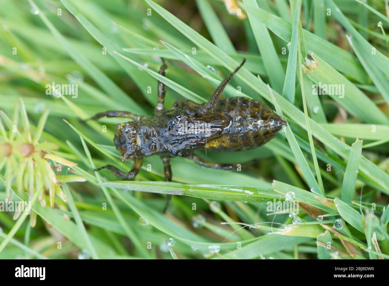Chaser à corps large, Libellula depressa, larve hors de l'étang à la recherche d'une perchaude sur laquelle se métamorphoser. Sussex, avril Banque D'Images