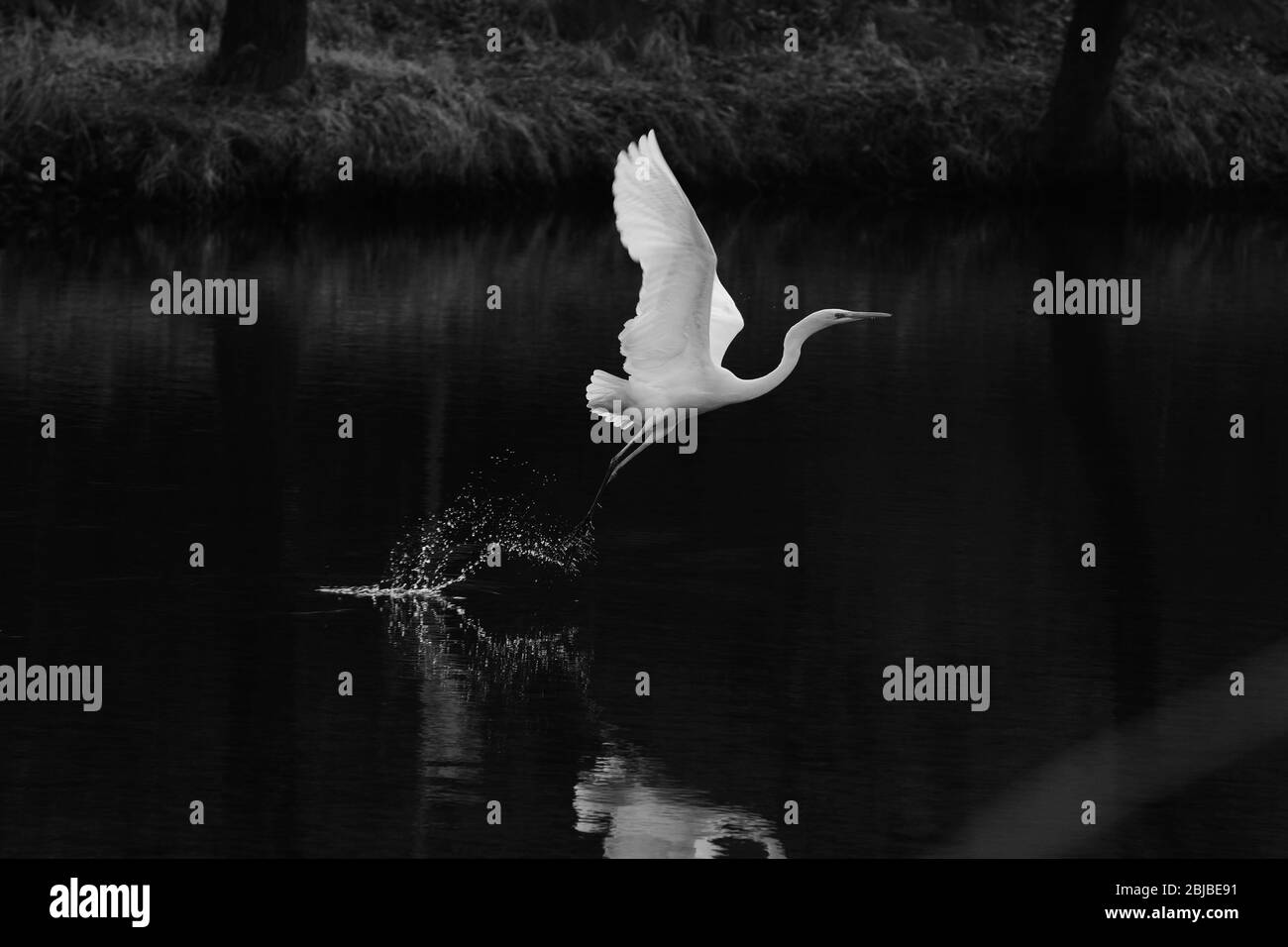 noir et blanc, le moment où un aigrette (héron blanc) vole juste au-dessus de l'eau Banque D'Images