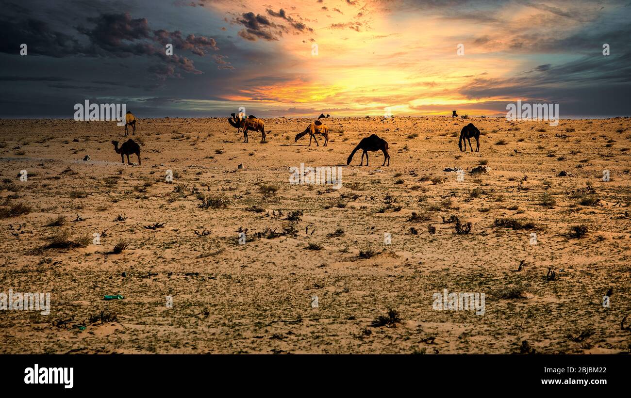 Chameaux sur le désert spectaculaire coucher de soleil nuage arrière-plan à Al-Salar Arabie Saoudite. Banque D'Images