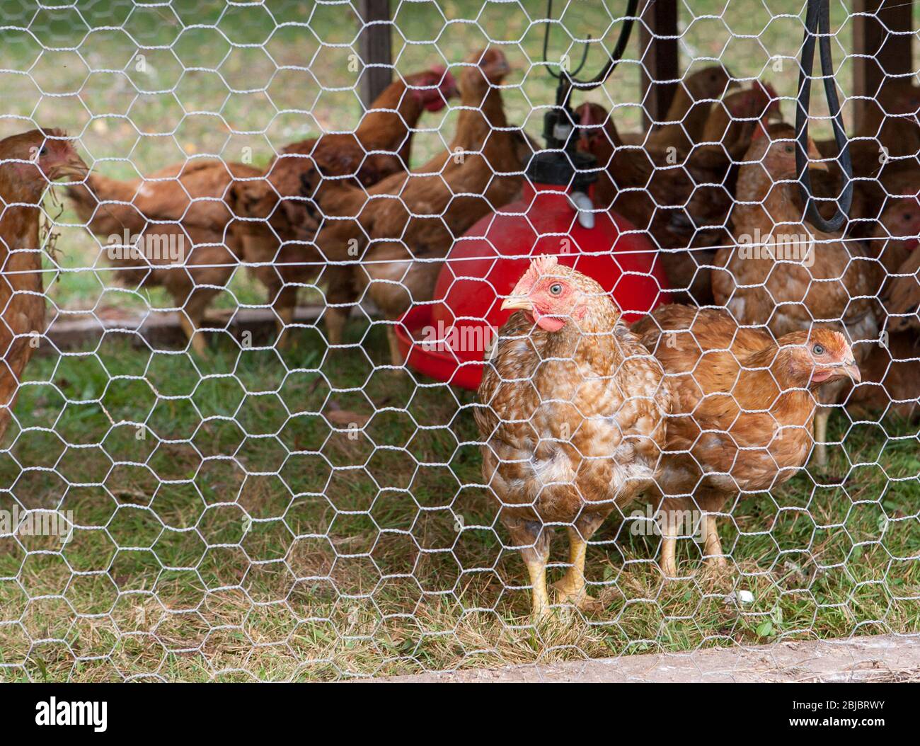 Poulets dans une enceinte extérieure pair à travers le fil de poulet sur une petite ferme biologique à Madison, CT, USA Banque D'Images