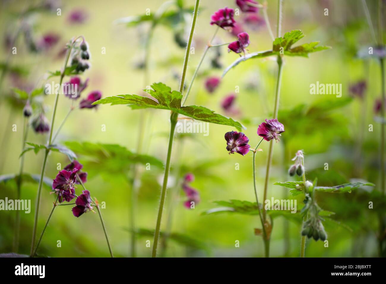 Géraniums phaeum ou dusky crânion floraison au printemps - Royaume-Uni Banque D'Images