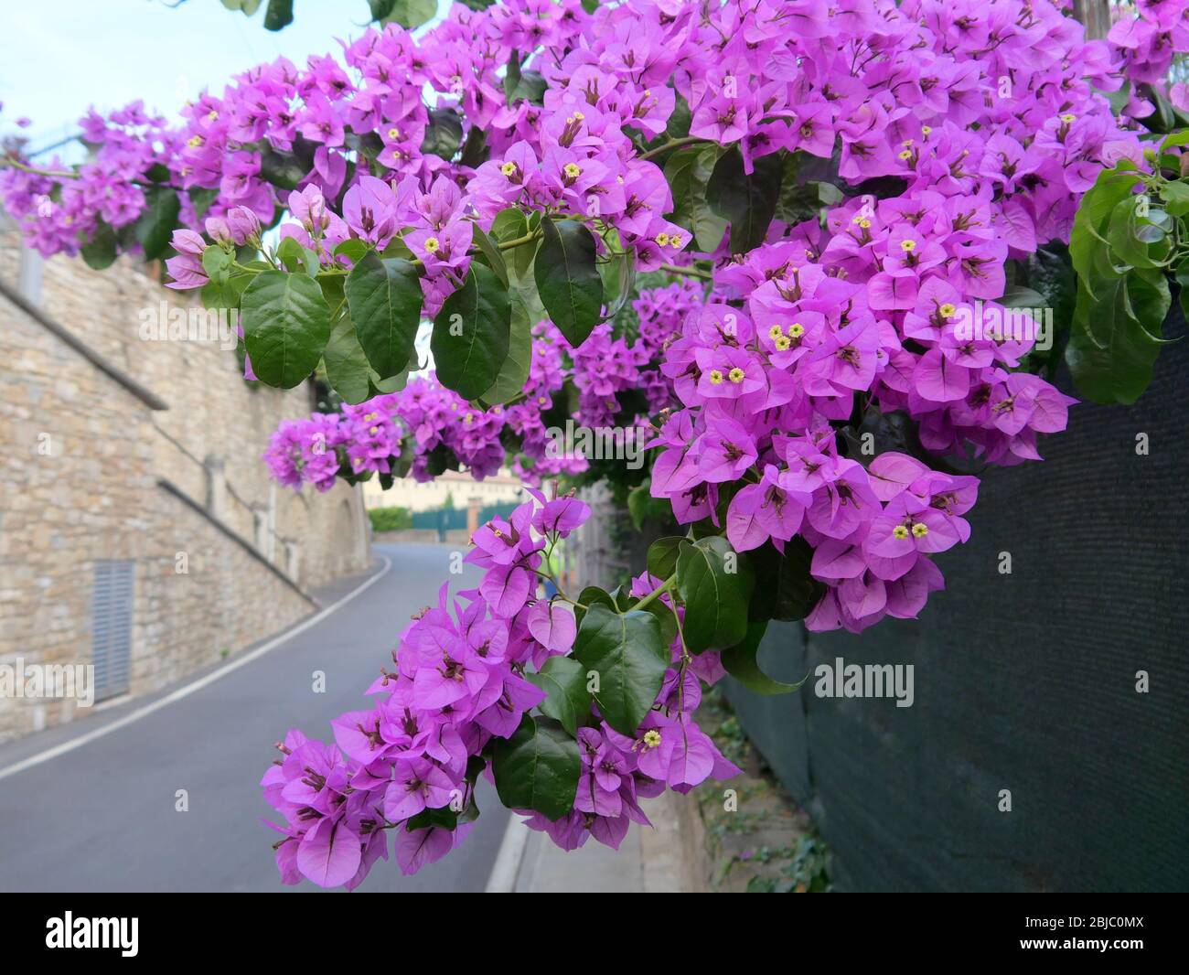Gros plan de bougainvillea ou de fleur de papier magenta ou pourpre en fleurs en Europe Banque D'Images