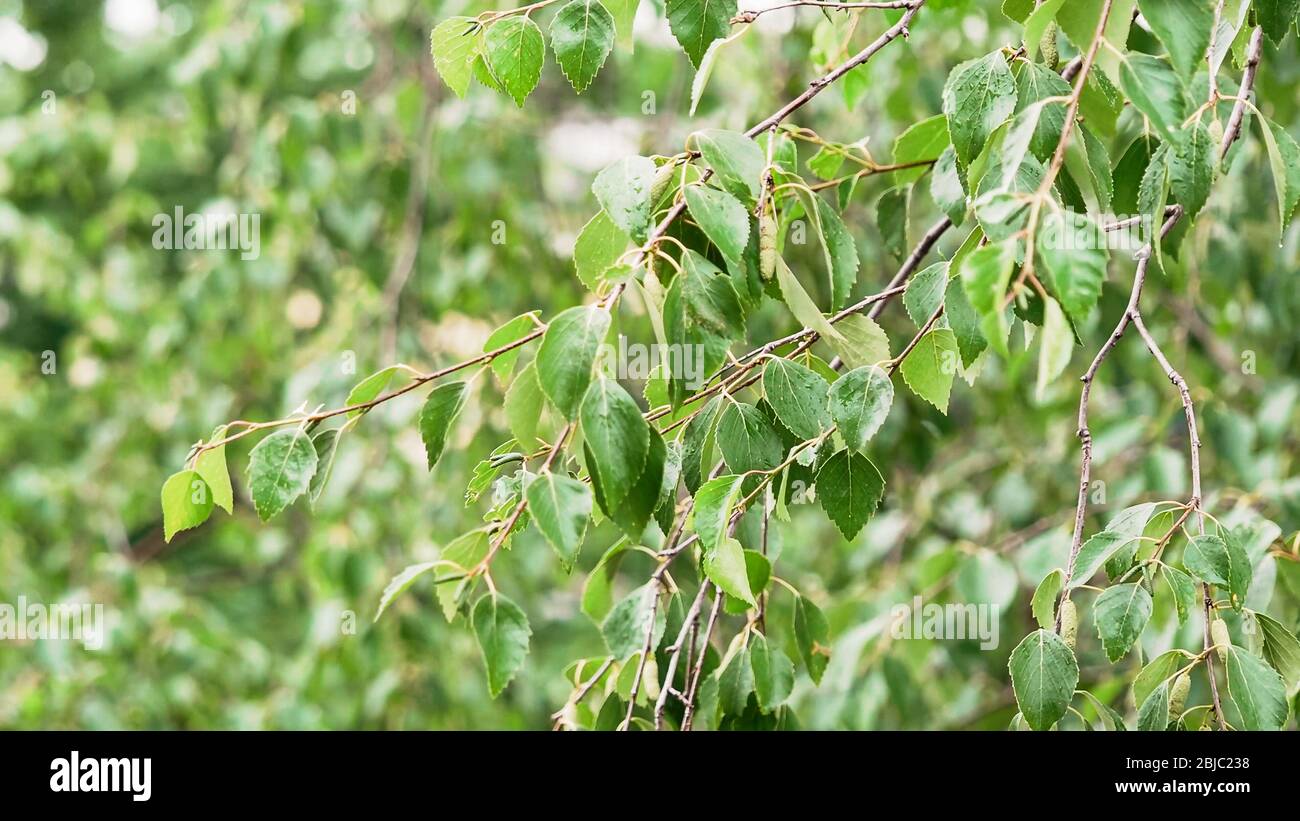 Bouleau avec gouttes de pluie sur les feuilles. Les feuilles de bouleau vert se balancent au vent. Lumière du jour, nuage. Branche de bouleau après la pluie d'été. Climat, climat, concept écologique. Banque D'Images