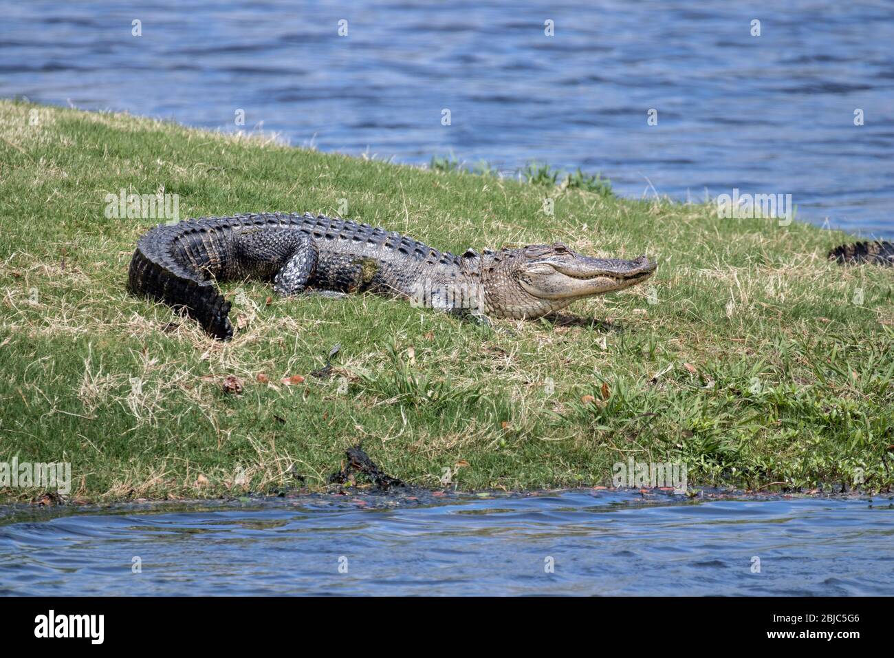 Alligators près de l'eau au parcours de golf d'Oyster Bay à Sunset Beach, Caroline du Nord Banque D'Images