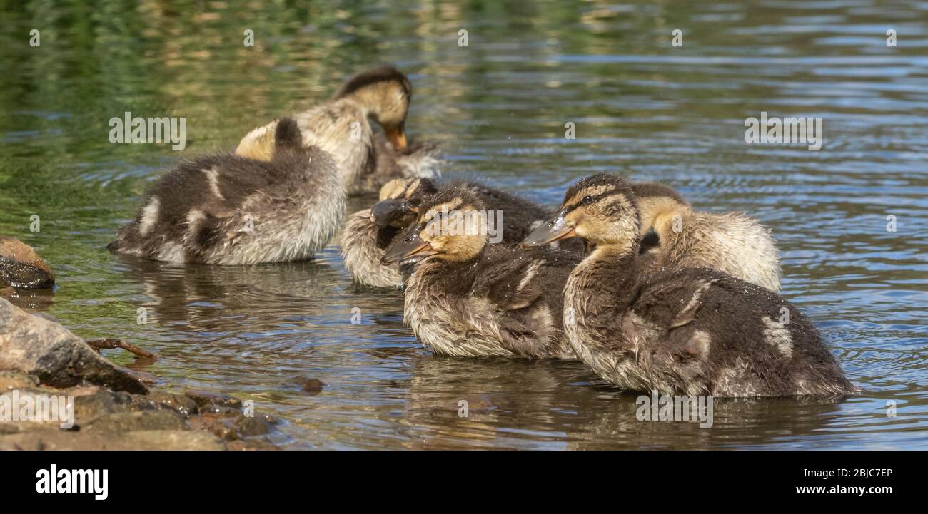 Canetons de Canard colvert prêtant au bord d'un lac. Banque D'Images