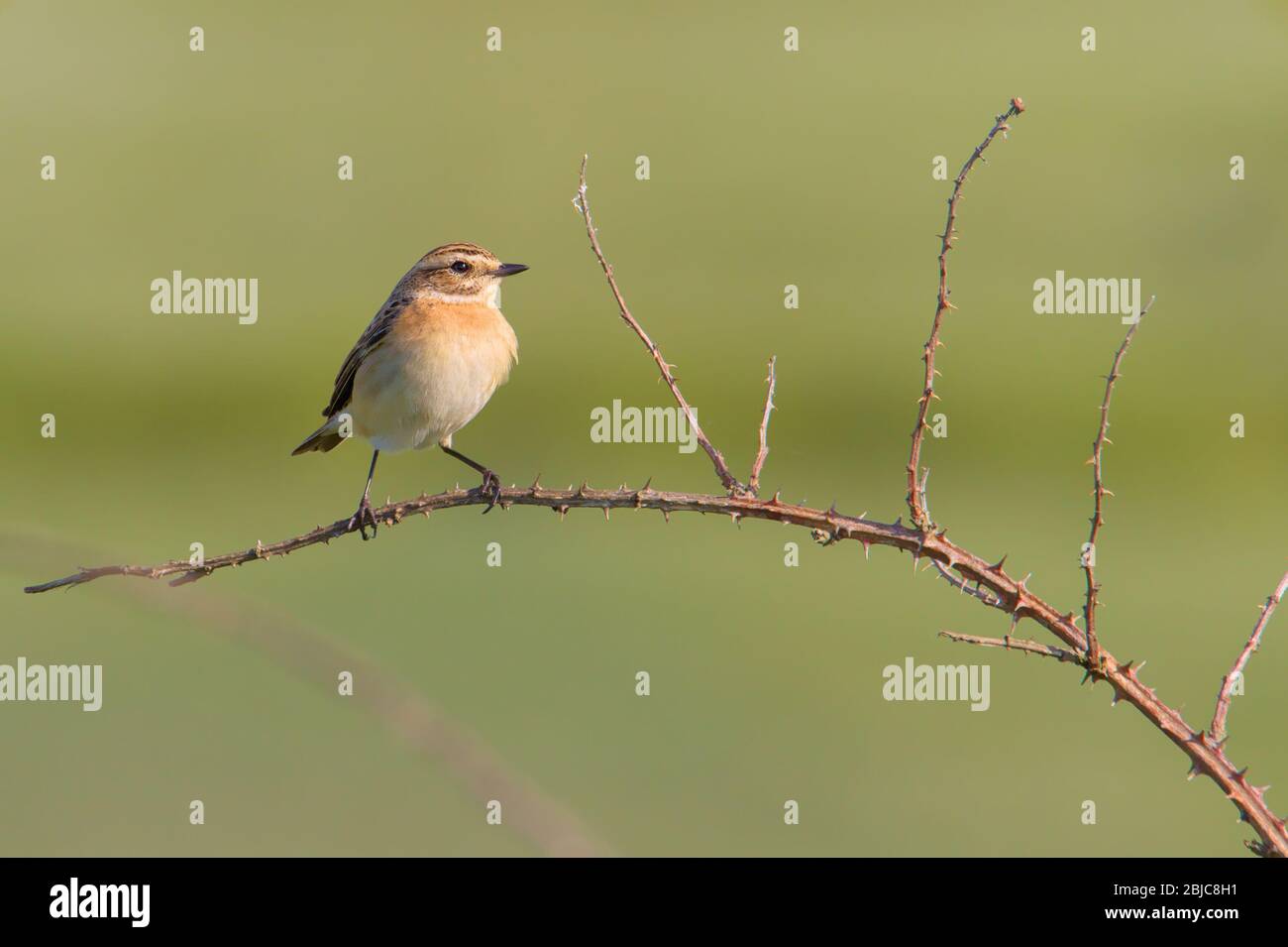 Profil D'UN Whinchat féminin, Saxicola rubetra, assis perché sur UNE perruque de Bramble contre un fond vert diffus. Prise à Stanpit Marsh UK Banque D'Images
