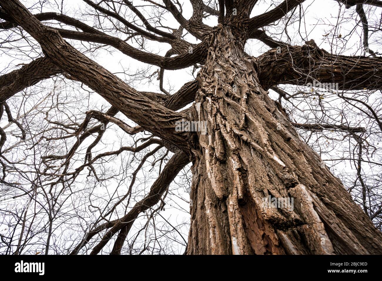 Arbre ancien et immense au printemps dans un parc. Banque D'Images