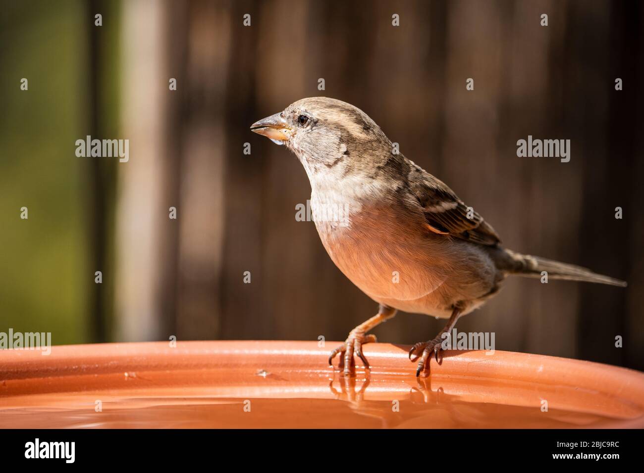 Femme maison à boire à la baignoire d'oiseau Banque D'Images