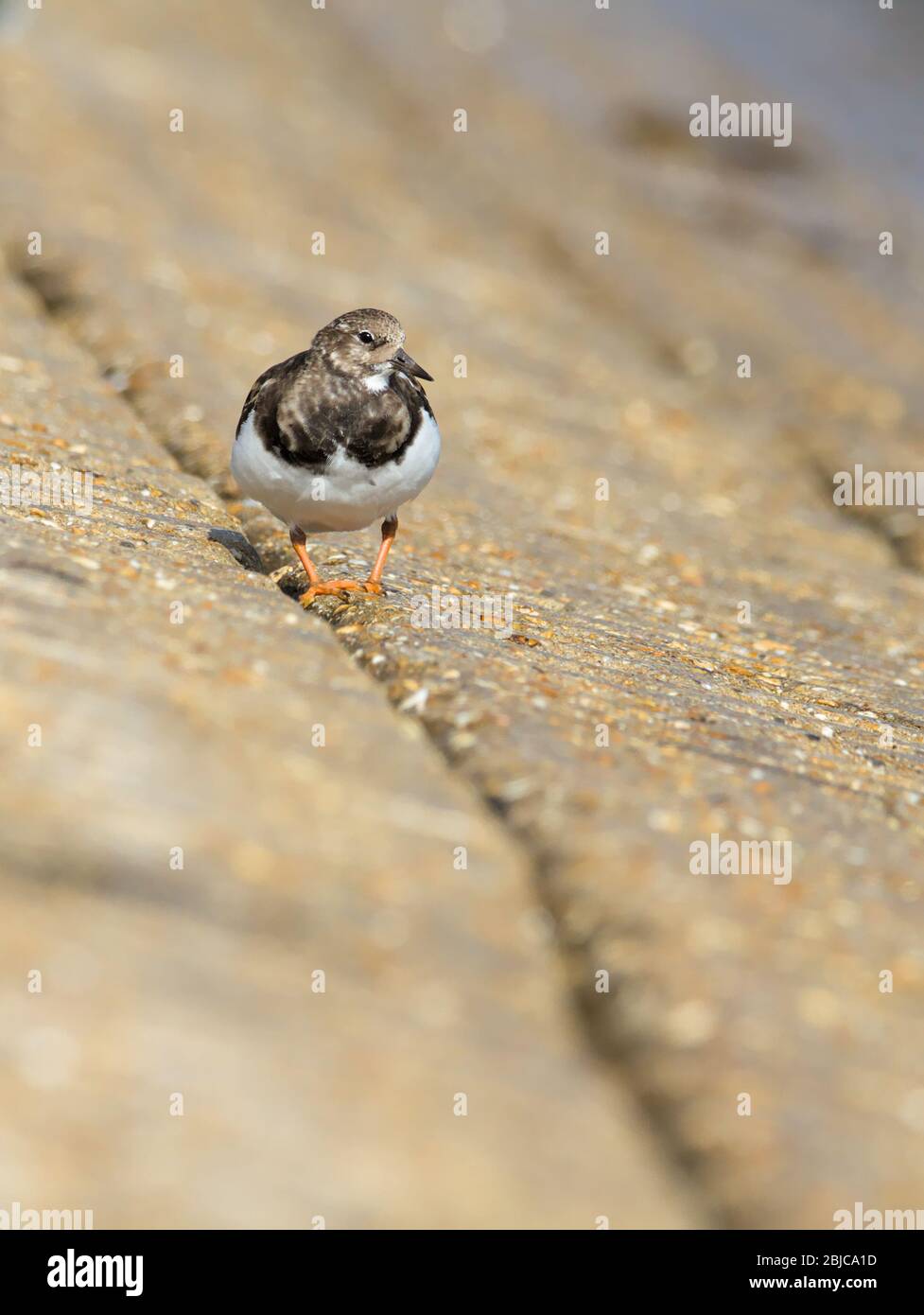 A Turnstone, Arenaria interprés, marcher sur UNE jetée en béton sur le rivage à la recherche de nourriture dans les fissures. Prise à Keyhaven UK Banque D'Images