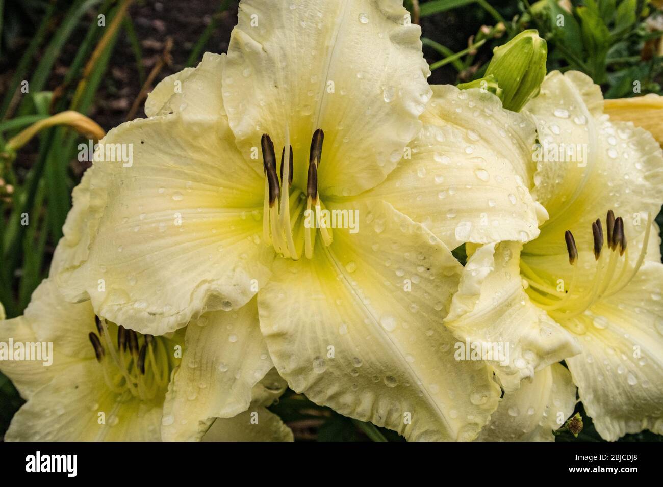 Belle journée en famille dans un jardin Banque D'Images