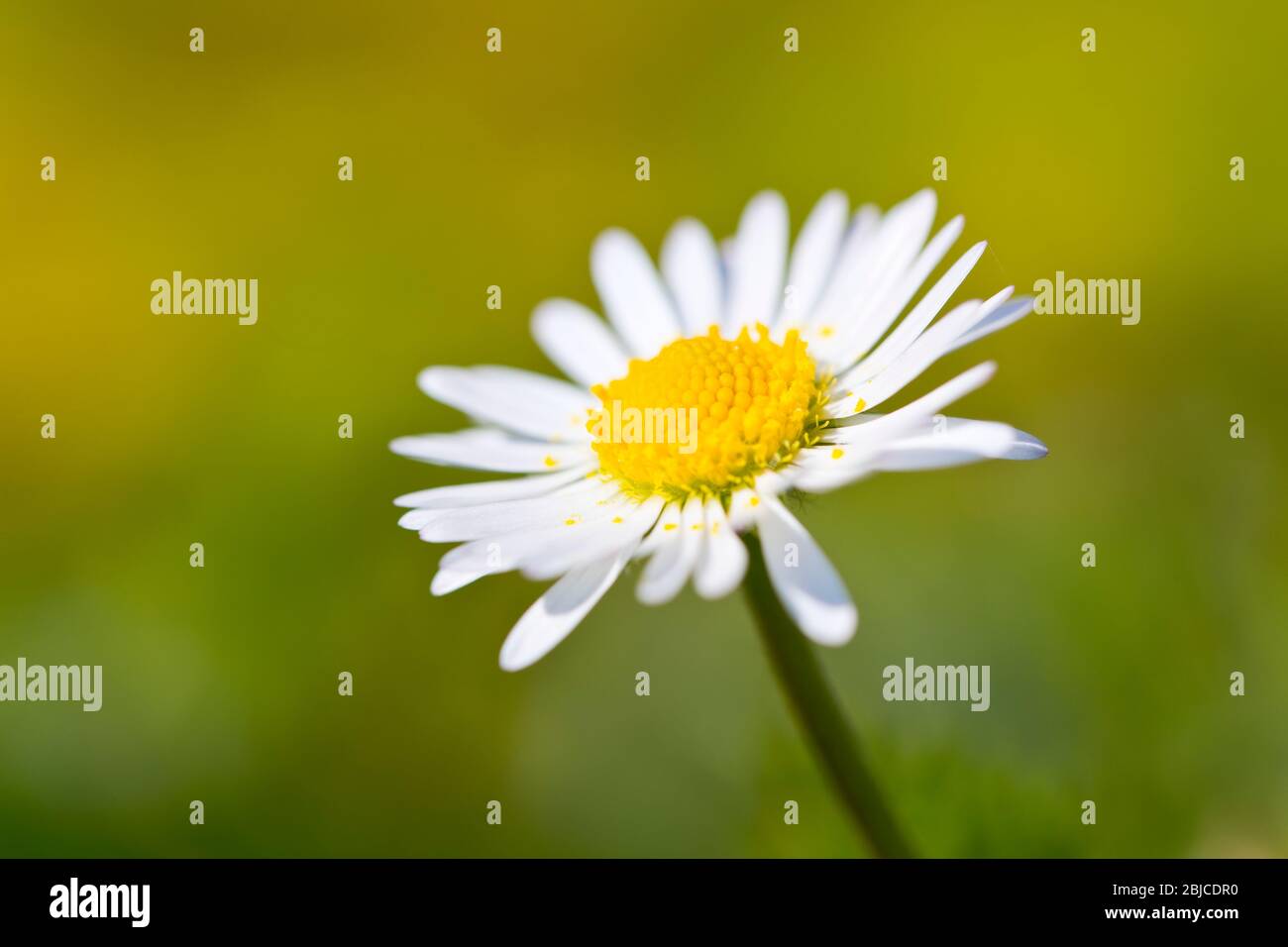 marguerite commune ou bellis perennis Banque D'Images