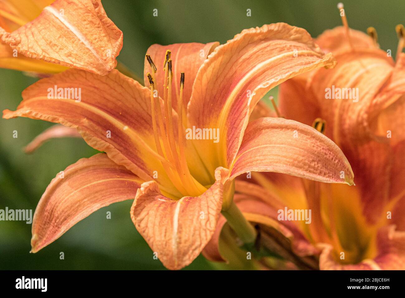 Belle journée en famille dans un jardin Banque D'Images