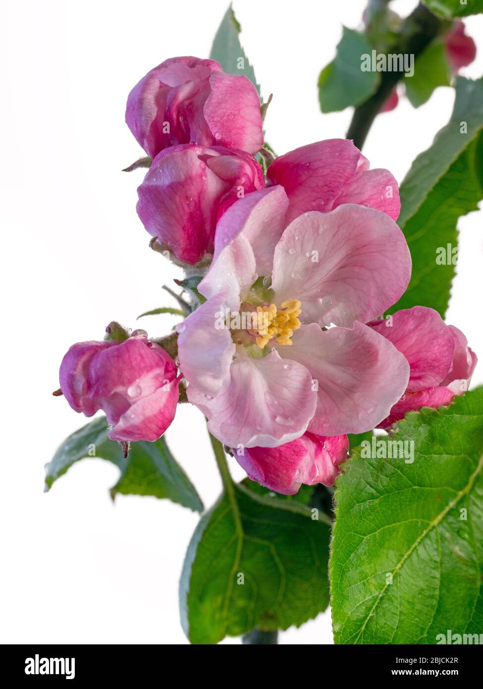 Malus domestica Bramley pomme fleur fin avril Norfolk Banque D'Images