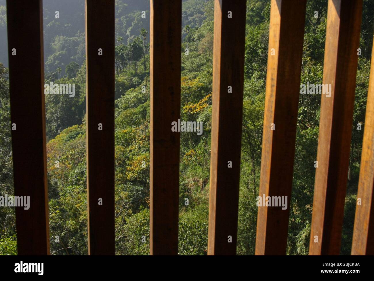 Des barres en bois parallèles et une jungle verte derrière elle (photographiée depuis le balcon d'une station balnéaire de Coonoor, Tamil Nadu, Inde) Banque D'Images