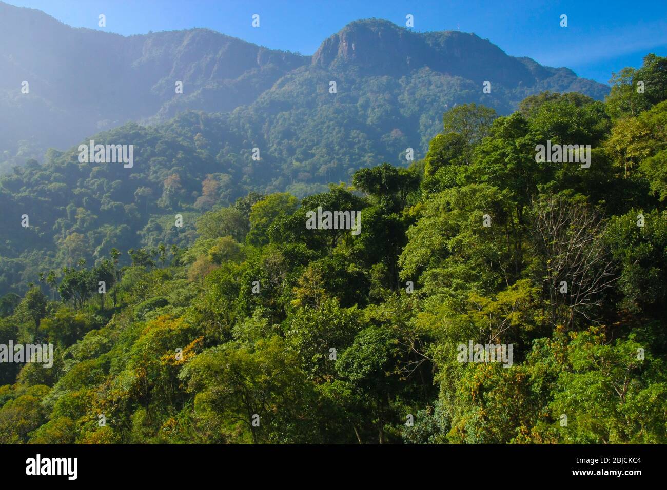 Vue panoramique sur la jungle montagneuse à Coonoor (Tamil Nadu, Inde) Banque D'Images