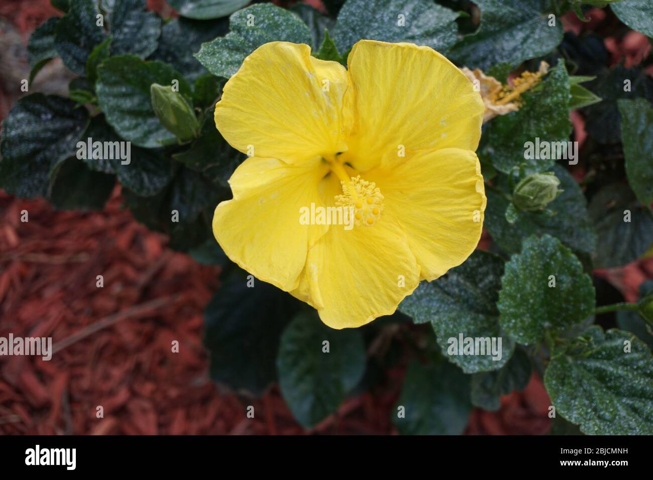 Fleur d'hibiscus jaune Banque D'Images