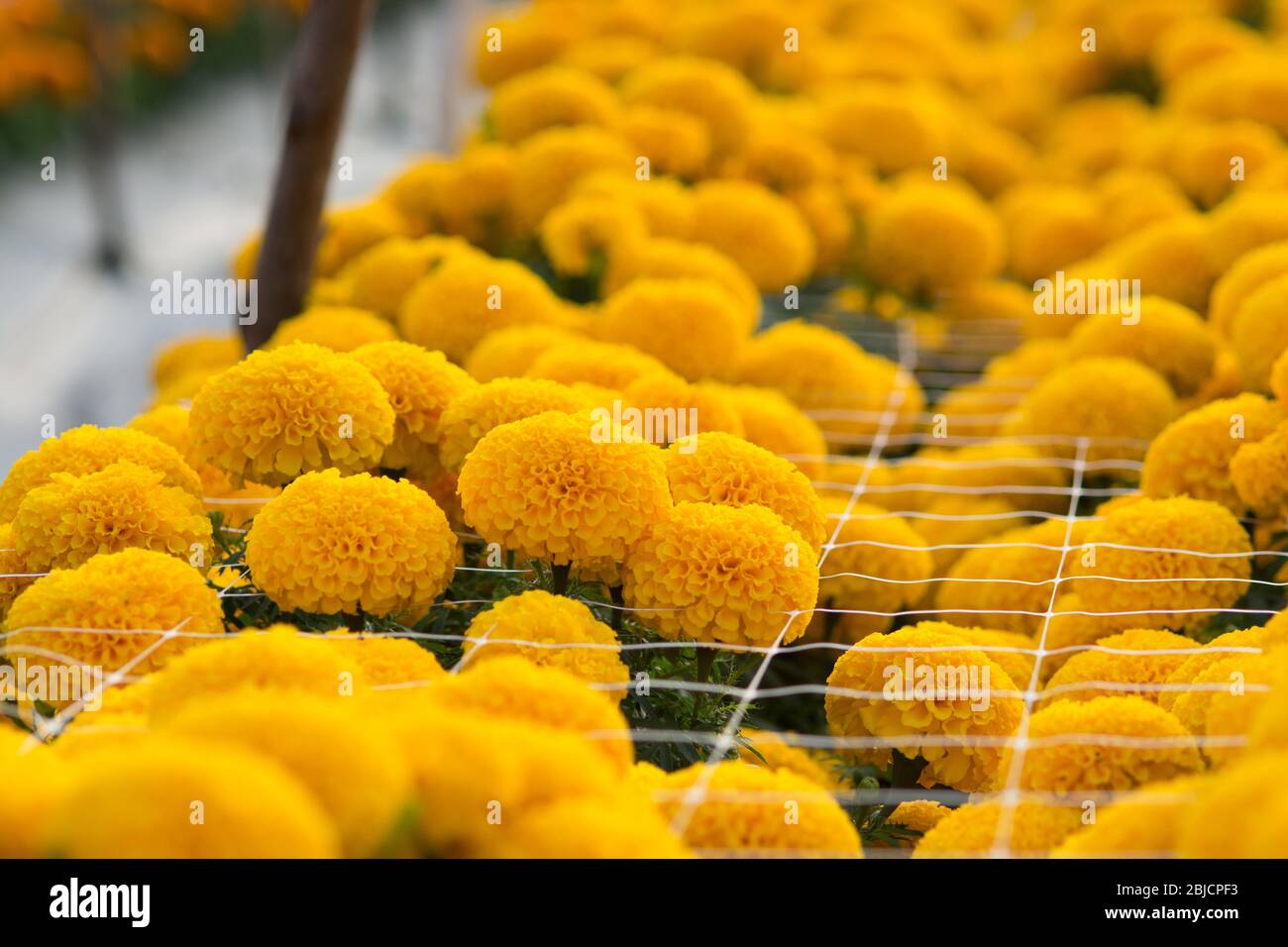 Tagètes Orange flower fields, selective focus Banque D'Images
