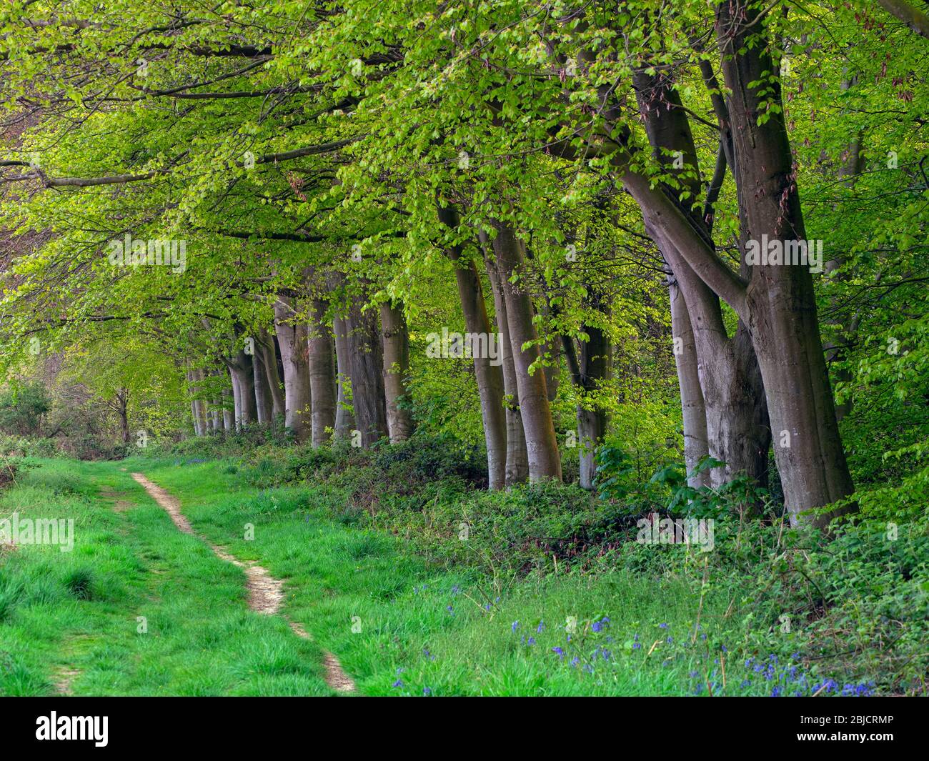 Beeches Fagus sylvatica au début du printemps avec de nouvelles feuilles Blickling Park Norfolk fin avril Banque D'Images