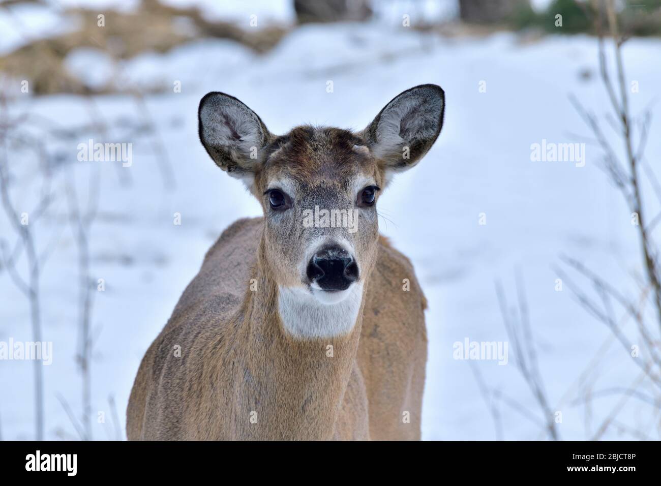 Une image rapprochée d'un cerf de Virginie, Odocoileus virginianus, qui a perdu ses fourmis dans les régions rurales de l'Alberta Canada. Banque D'Images