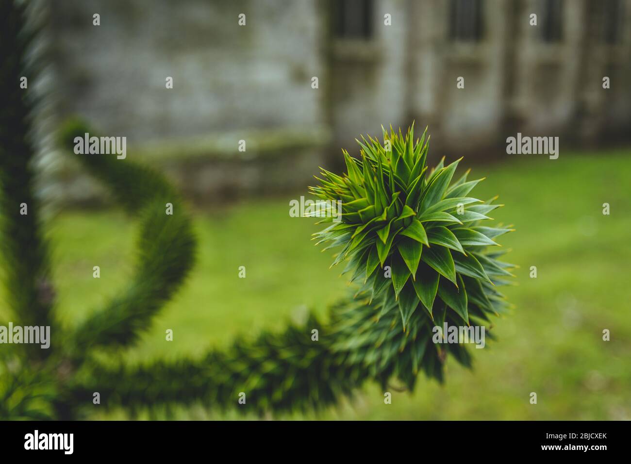 Gros plan sur une branche de puzzle de singe vergreen. L'arbre national du Chili, il pousse aussi dans le monde entier. Celui-ci a été photographié en Ecosse, Banque D'Images