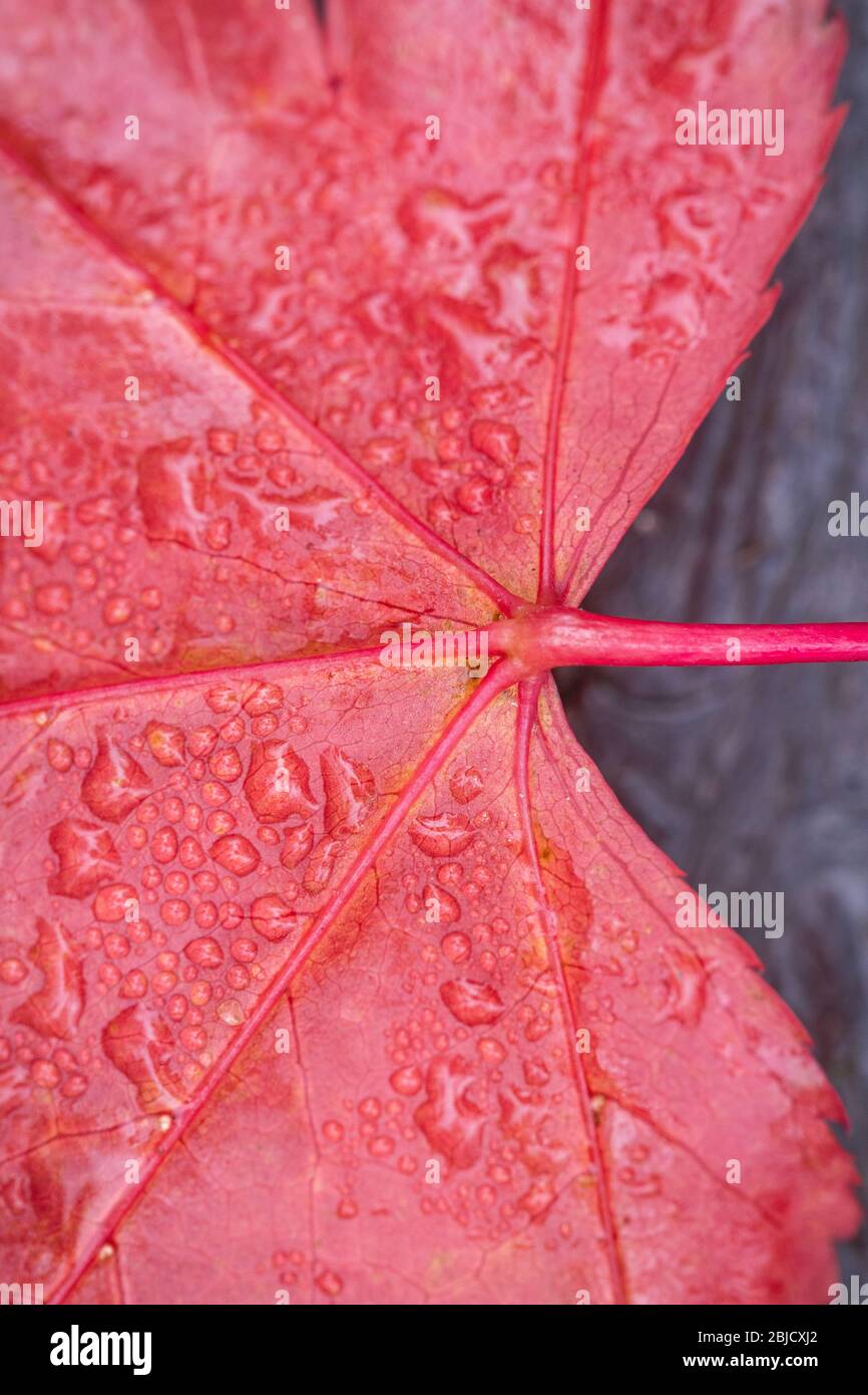 Gouttelettes d'eau sur une belle feuille d'automne tombée Banque D'Images