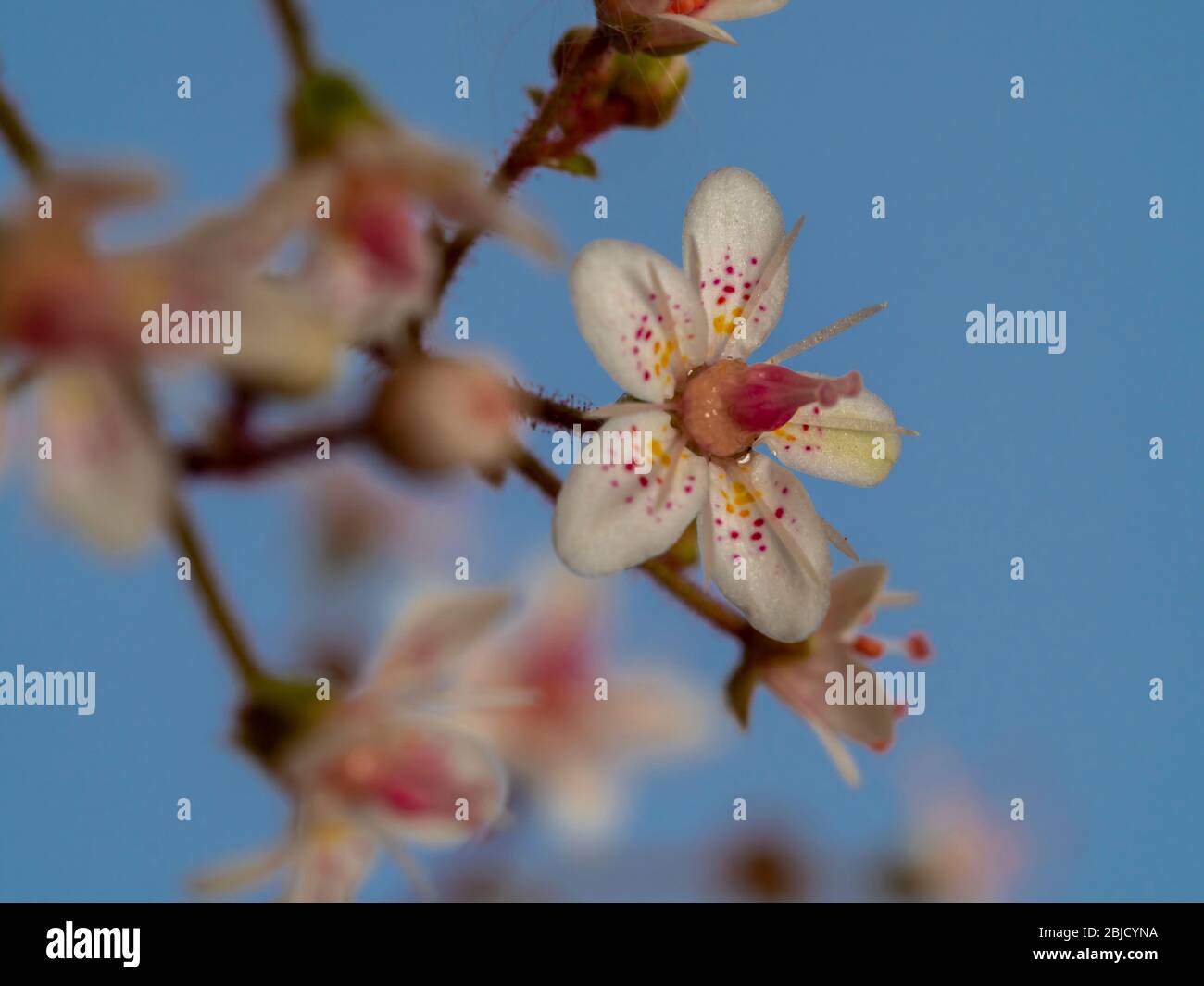 Gros plan d'une seule petite fleur de fierté de Londres, Saxifraga x urbium, avec un fond bleu de ciel Banque D'Images