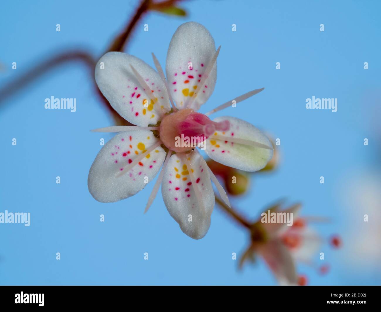 Gros plan d'une jolie petite fleur de fierté de Londres, Saxifraga x urbium, avec un fond bleu ciel Banque D'Images