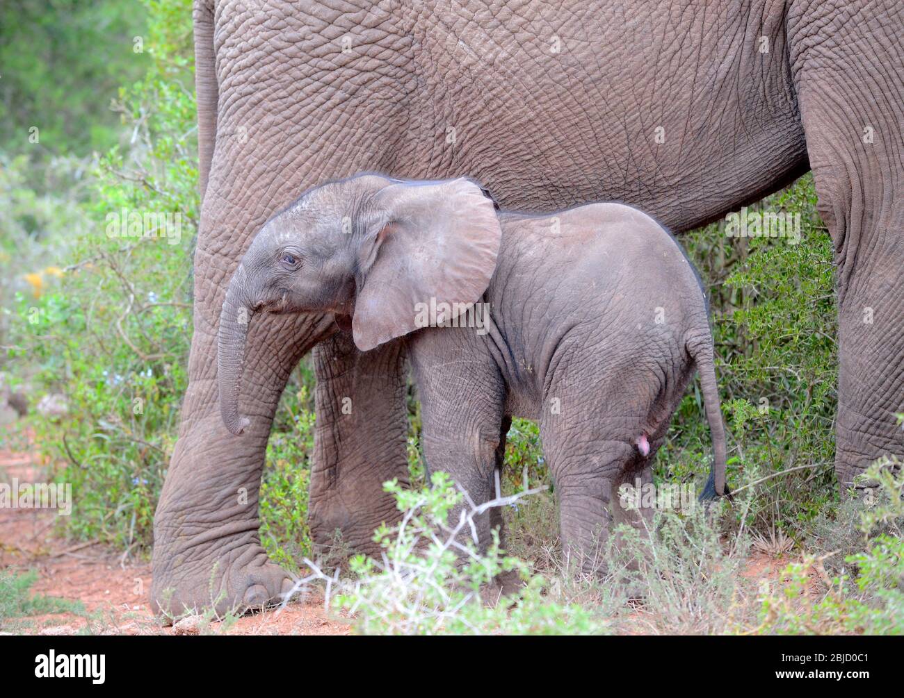 Bébé éléphant d'Afrique trouve la sécurité contre les jambes de la maman. Parc national de Manyara, Tanzanie Banque D'Images